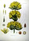 Preview: Enzian Litho